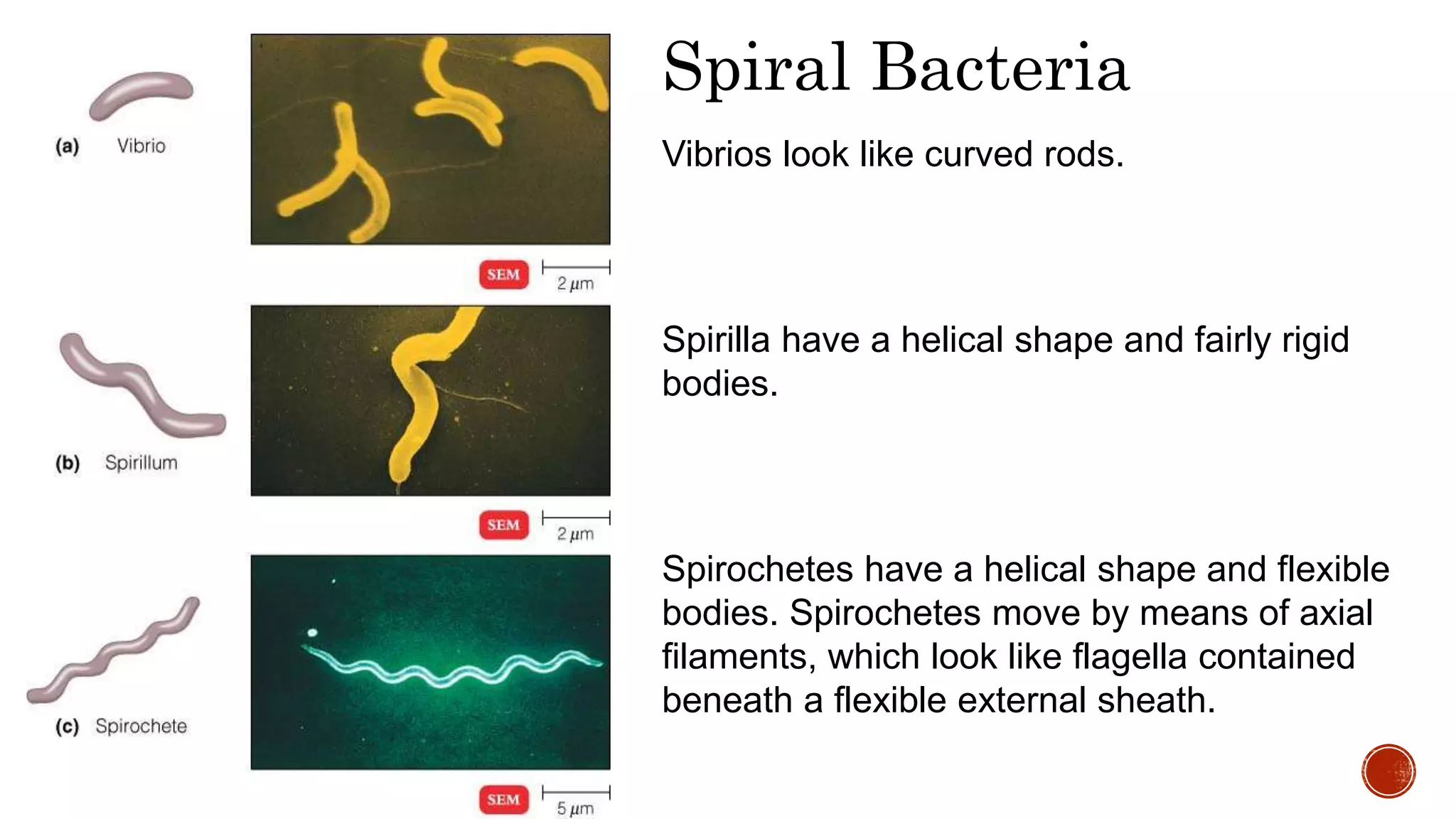 Vibrios look like curved rods.
Spirilla have a helical shape and fairly rigid
bodies.
Spirochetes have a helical shape and flexible
bodies. Spirochetes move by means of axial
filaments, which look like flagella contained
beneath a flexible external sheath.
Spiral Bacteria
 