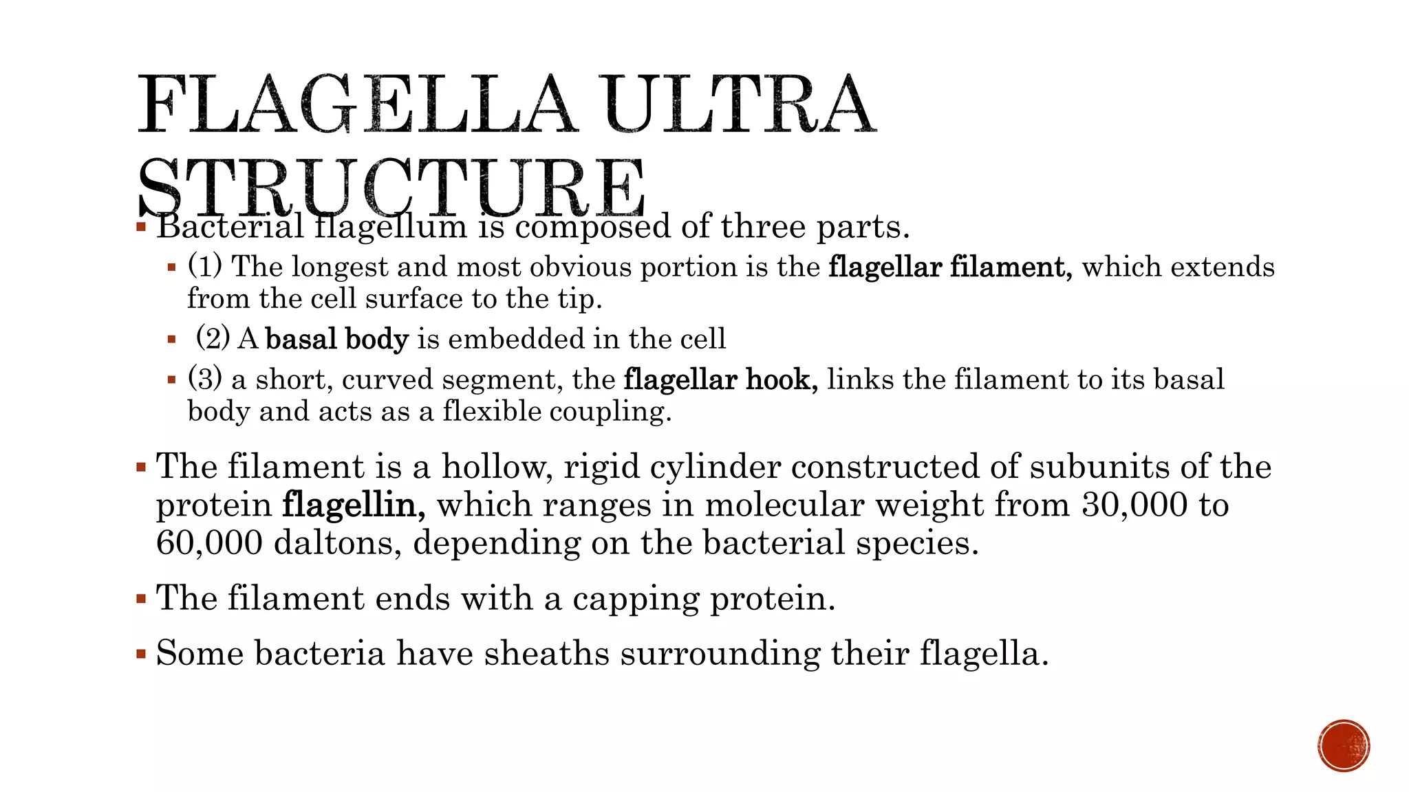  Bacterial flagellum is composed of three parts.
 (1) The longest and most obvious portion is the flagellar filament, which extends
from the cell surface to the tip.
 (2) A basal body is embedded in the cell
 (3) a short, curved segment, the flagellar hook, links the filament to its basal
body and acts as a flexible coupling.
 The filament is a hollow, rigid cylinder constructed of subunits of the
protein flagellin, which ranges in molecular weight from 30,000 to
60,000 daltons, depending on the bacterial species.
 The filament ends with a capping protein.
 Some bacteria have sheaths surrounding their flagella.
 