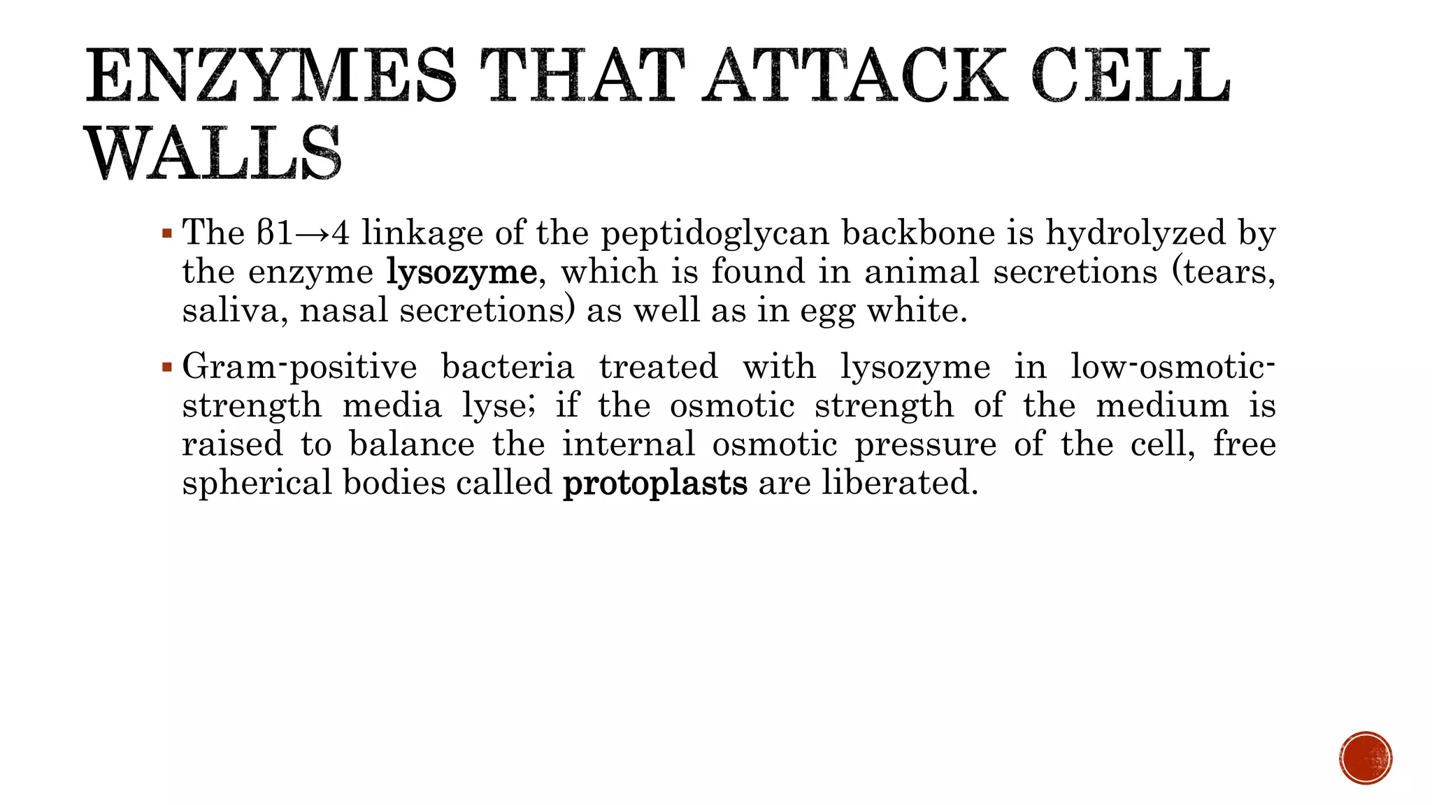  The β1→4 linkage of the peptidoglycan backbone is hydrolyzed by
the enzyme lysozyme, which is found in animal secretions (tears,
saliva, nasal secretions) as well as in egg white.
 Gram-positive bacteria treated with lysozyme in low-osmotic-
strength media lyse; if the osmotic strength of the medium is
raised to balance the internal osmotic pressure of the cell, free
spherical bodies called protoplasts are liberated.
 