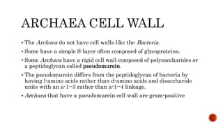  The Archaea do not have cell walls like the Bacteria.
 Some have a simple S-layer often composed of glycoproteins.
 Some Archaea have a rigid cell wall composed of polysaccharides or
a peptidoglycan called pseudomurein.
 The pseudomurein differs from the peptidoglycan of bacteria by
having l-amino acids rather than d-amino acids and disaccharide
units with an a-1--3 rather than a-1--4 linkage.
 Archaea that have a pseudomurein cell wall are gram-positive
 