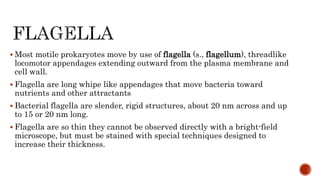  Most motile prokaryotes move by use of flagella (s., flagellum), threadlike
locomotor appendages extending outward from the plasma membrane and
cell wall.
 Flagella are long whipe like appendages that move bacteria toward
nutrients and other attractants
 Bacterial flagella are slender, rigid structures, about 20 nm across and up
to 15 or 20 nm long.
 Flagella are so thin they cannot be observed directly with a bright-field
microscope, but must be stained with special techniques designed to
increase their thickness.
 