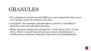  The cytoplasm contain several different types of granules that serve
as a storage areas for nutrient and stain.
 cytoplasm—for example, polyphosphate granules, cyanophycin
granules, and some glycogen granules.
 Other inclusion bodies are enclosed by a shell about 2.0 to 4.0 nm
thick, which is single-layered and may consist of proteins or a
membranous structure composed of proteins and phospholipids.
 