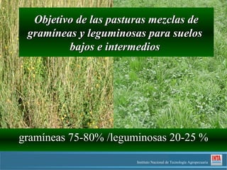 Objetivo de las pasturas mezclas de
 gramíneas y leguminosas para suelos
         bajos e intermedios




gramíneas 75-80% /leguminosas 20-25 %
                       Instituto Nacional de Tecnología Agropecuaria
 