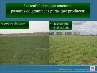 La realidad es que tenemos
       pasturas de gramíneas puras que producen:

•agropiro alargado          • festuca alta
                              5,35 ± 1,88




                                  Instituto Nacional de Tecnología Agropecuaria
 