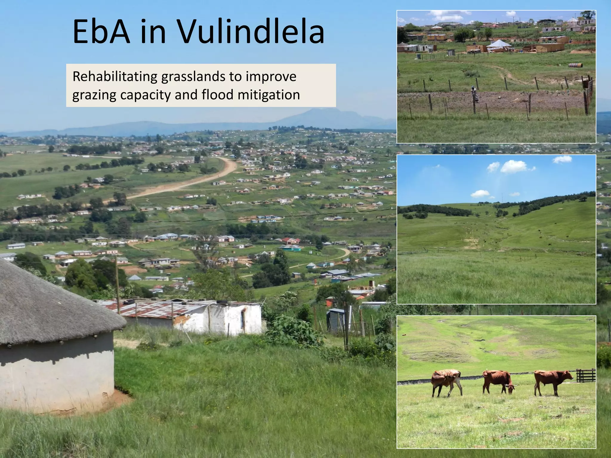 EbA in Vulindlela
Rehabilitating grasslands to improve
grazing capacity and flood mitigation
 
