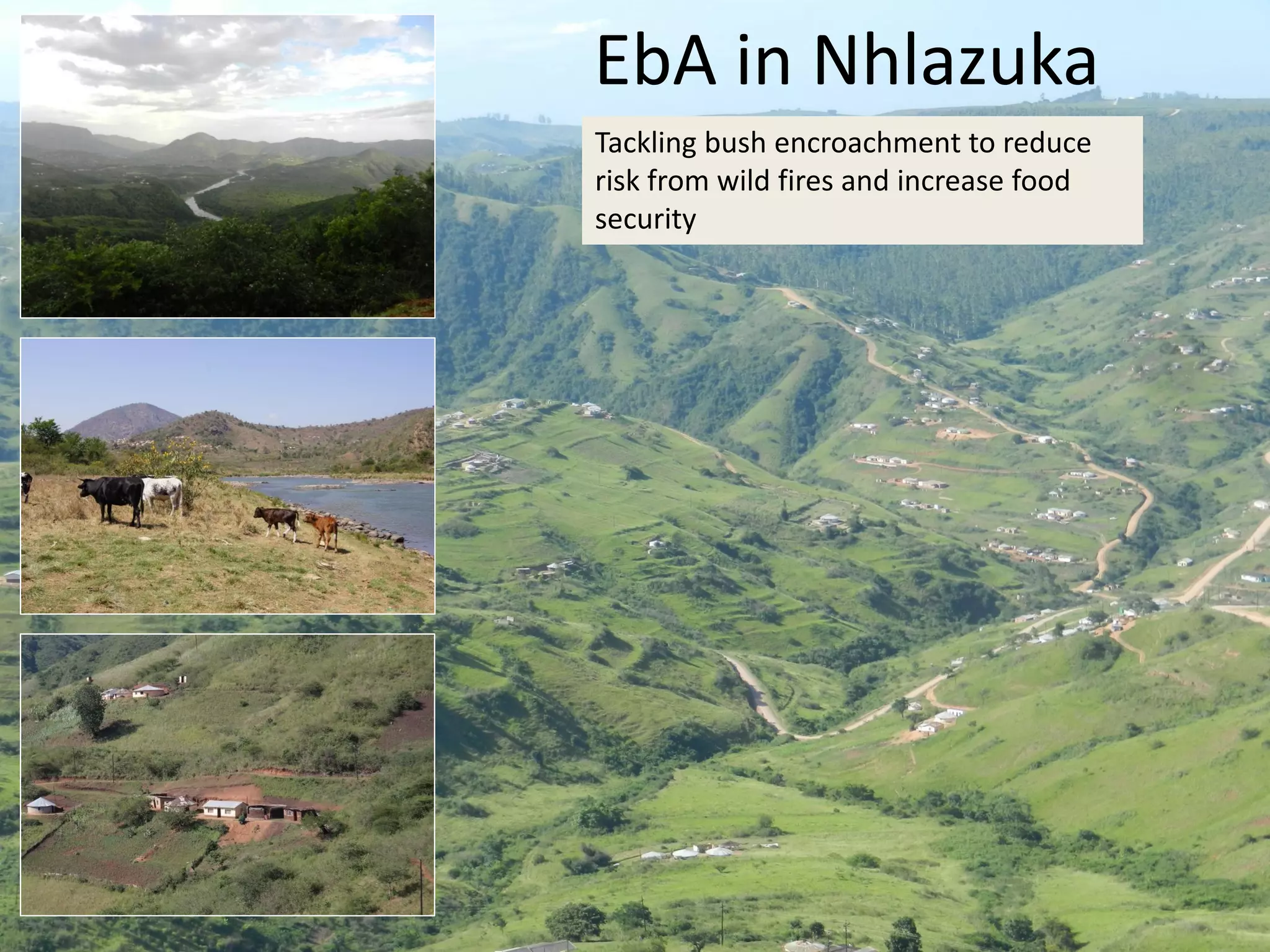 EbA in Nhlazuka
Tackling bush encroachment to reduce
risk from wild fires and increase food
security
 