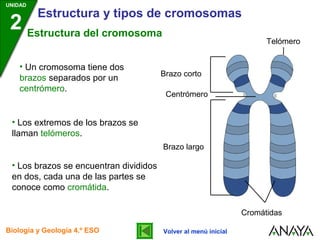 UNIDAD

Estructura y tipos de cromosomas

2 Estructura del cromosoma
• Un cromosoma tiene dos
brazos separados por un
centrómero.

Telómero

Brazo corto
Centrómero

• Los extremos de los brazos se
llaman telómeros.
Brazo largo

• Los brazos se encuentran divididos
en dos, cada una de las partes se
conoce como cromátida.
Cromátidas
Biología y Geología 4.º ESO

Volver al menú inicial

 