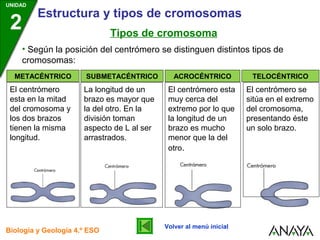 UNIDAD

2

Estructura y tipos de cromosomas
Tipos de cromosoma

• Según la posición del centrómero se distinguen distintos tipos de
cromosomas:
METACÉNTRICO

El centrómero
esta en la mitad
del cromosoma y
los dos brazos
tienen la misma
longitud.

SUBMETACÉNTRICO

La longitud de un
brazo es mayor que
la del otro. En la
división toman
aspecto de L al ser
arrastrados.

Biología y Geología 4.º ESO

ACROCÉNTRICO

TELOCÉNTRICO

El centrómero esta
muy cerca del
extremo por lo que
la longitud de un
brazo es mucho
menor que la del
otro.

El centrómero se
sitúa en el extremo
del cromosoma,
presentando éste
un solo brazo.

Volver al menú inicial

 