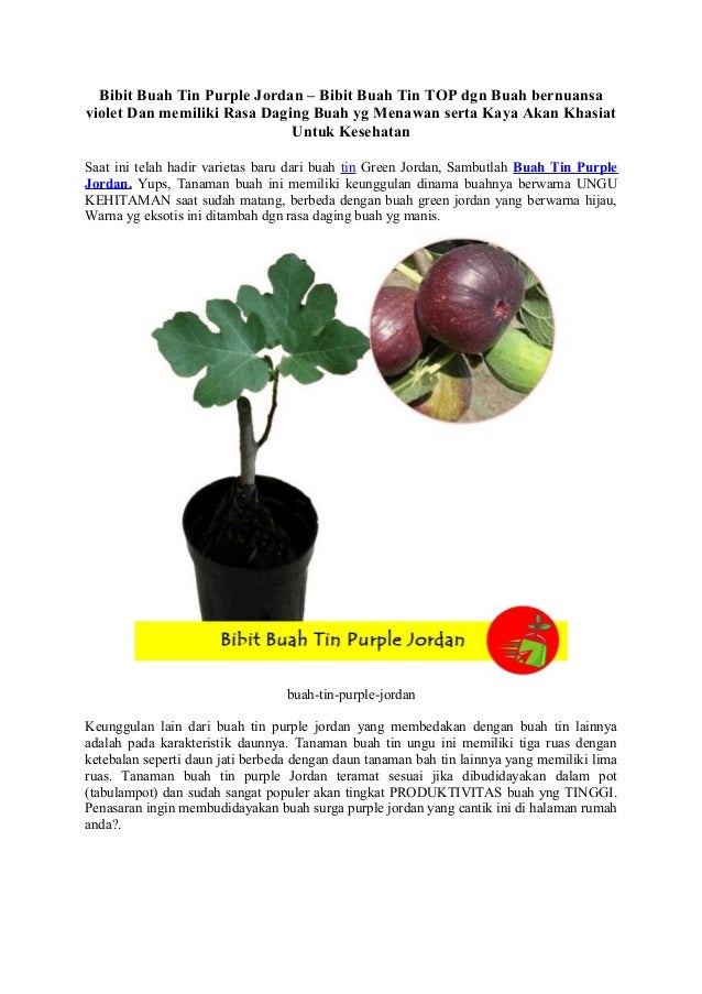 Bibit Buah  Tin  Purple Jordan Bibit Buah  Tin  TOP dgn Buah  