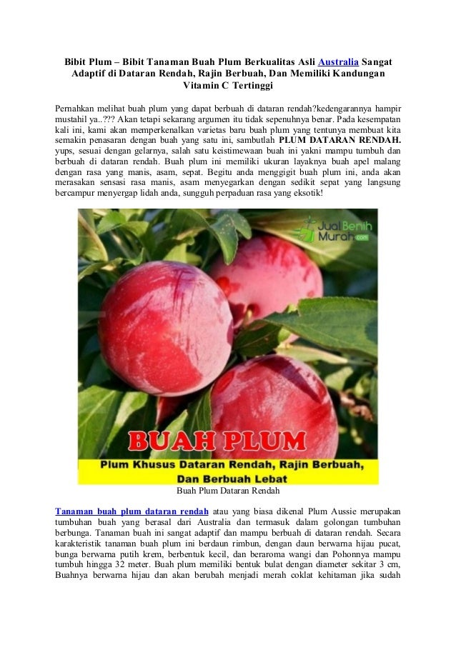 Bibit Plum \u2013 Bibit Tanaman Buah Plum Berkualitas Asli Australia Sanga\u2026 Bibit Plum \u2013 Bibit Tanaman Buah Plum Berkualitas Asli Australia Sanga\u2026