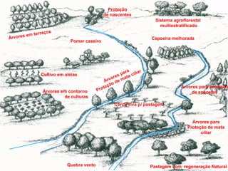Proteção
de nascentes
Sistema agroflorestal
multiestratificado
em
Árvores

s
terraço

Capoeira melhorada

Pomar caseiro

Cultivo em aléias

Árvores em contorno
de culturas

P

a ra
iar
s p ta cil
re
rvo e ma
Á
d
ção
e
ro t

Árvores para proteção
de encostas

Cerca viva p/ pastagem

Árvores para
Proteção de mata
ciliar

Quebra vento

Pastagem com regeneração Natural

 