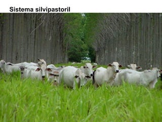 Sistema silvipastoril

 