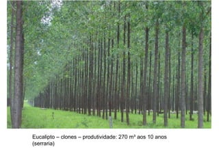 Eucalipto – clones – produtividade: 270 m³ aos 10 anos
(serraria)

 