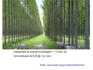 Capacidade de suporte da pastagem = 1,5 cab / ha
Com produção de 8,25 @ / ha / ano.

Fonte: www.emater.mg.gov.br/doc/site/Eventos/

 