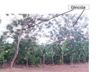 Gliricídia

 