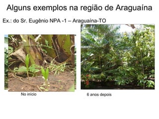 Alguns exemplos na região de Araguaína
Ex.: do Sr. Eugênio NPA -1 – Araguaína-TO

No início

6 anos depois

 