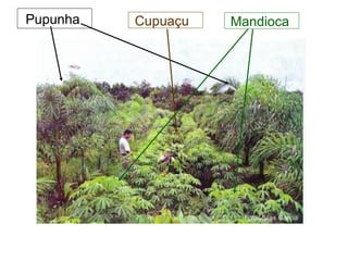 Pupunha

Cupuaçu

Mandioca

 