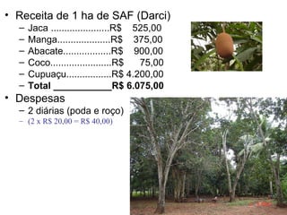 • Receita de 1 ha de SAF (Darci)
–
–
–
–
–
–

Jaca ......................R$ 525,00
Manga....................R$ 375,00
Abacate..................R$ 900,00
Coco.......................R$
75,00
Cupuaçu.................R$ 4.200,00
Total ___________R$ 6.075,00

• Despesas
– 2 diárias (poda e roço)
– (2 x R$ 20,00 = R$ 40,00)

 