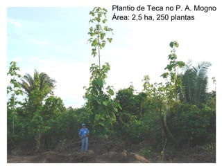 Plantio de Teca no P. A. Mogno
Área: 2,5 ha, 250 plantas

 