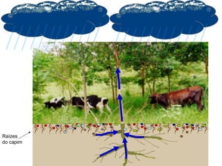 Como ocorre o aumento da
fertilidade do solo

Raízes
do capim

 