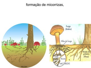 formação de micorrizas,

 
