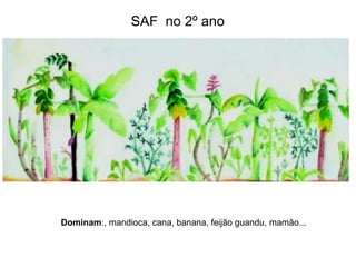 SAF no 2º ano

Dominam:, mandioca, cana, banana, feijão guandu, mamão...

 