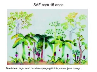 SAF com 15 anos

Dominam:, ingá, açaí, bacaba cupuaçu,gliricídia, cacau, jaca, manga...

 
