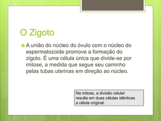 O Zigoto
 A união do núcleo do óvulo com o núcleo do
espermatozoide promove a formação do
zigoto. É uma célula única que divide-se por
mitose, a medida que segue seu caminho
pelas tubas uterinas em direção ao núcleo.
Na mitose, a divisão celular
resulta em duas células idênticas
a célula original.
 