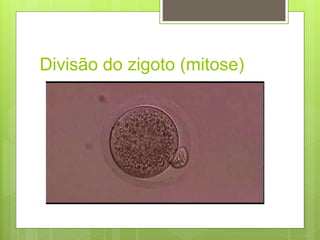 Divisão do zigoto (mitose)
 
