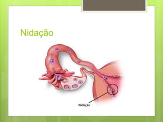 Nidação
 