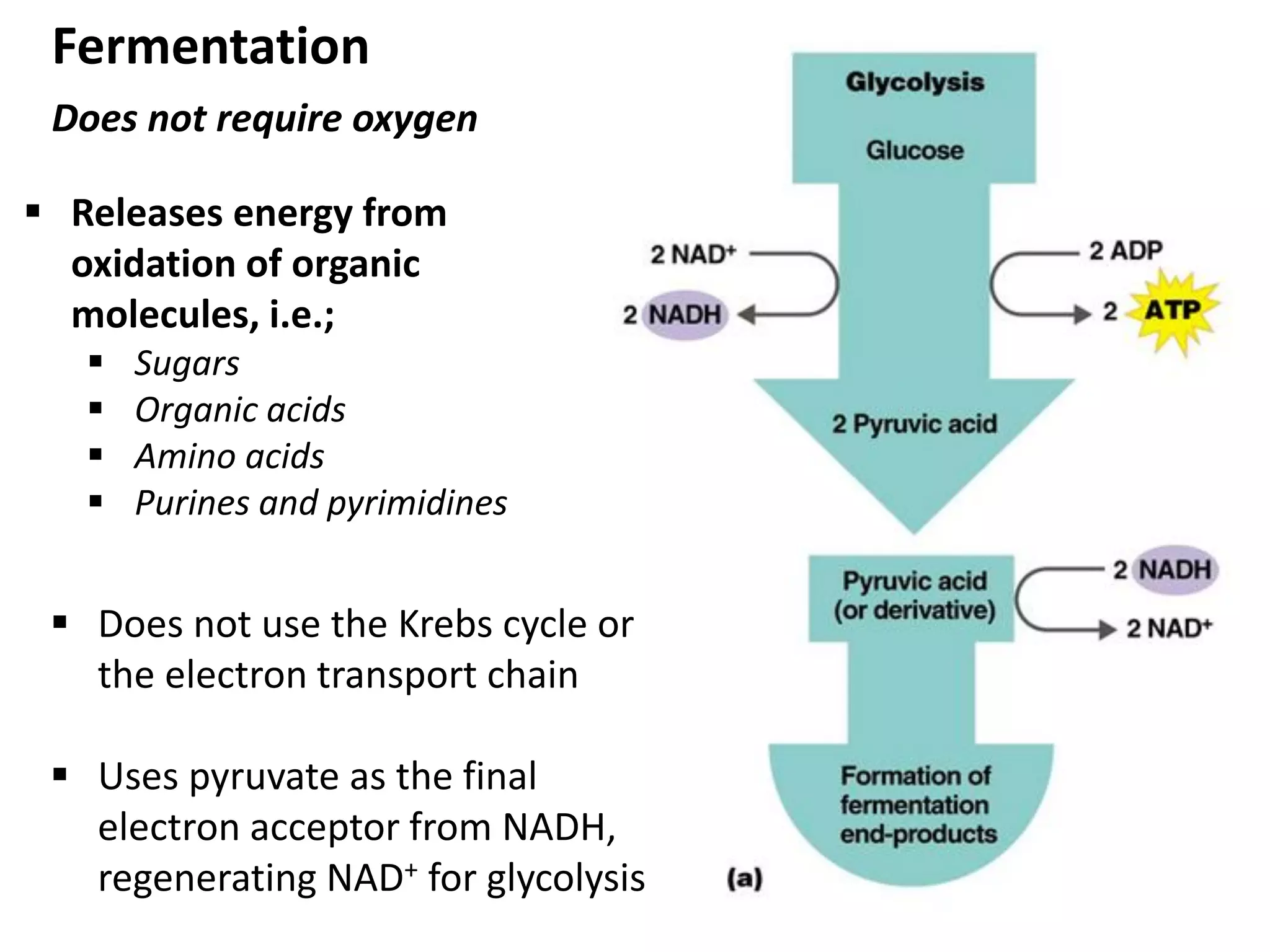 Fermentation
 Releases energy from
oxidation of organic
molecules, i.e.;
 Sugars
 Organic acids
 Amino acids
 Purines and pyrimidines
 Does not use the Krebs cycle or
the electron transport chain
 Uses pyruvate as the final
electron acceptor from NADH,
regenerating NAD+ for glycolysis
Does not require oxygen
 