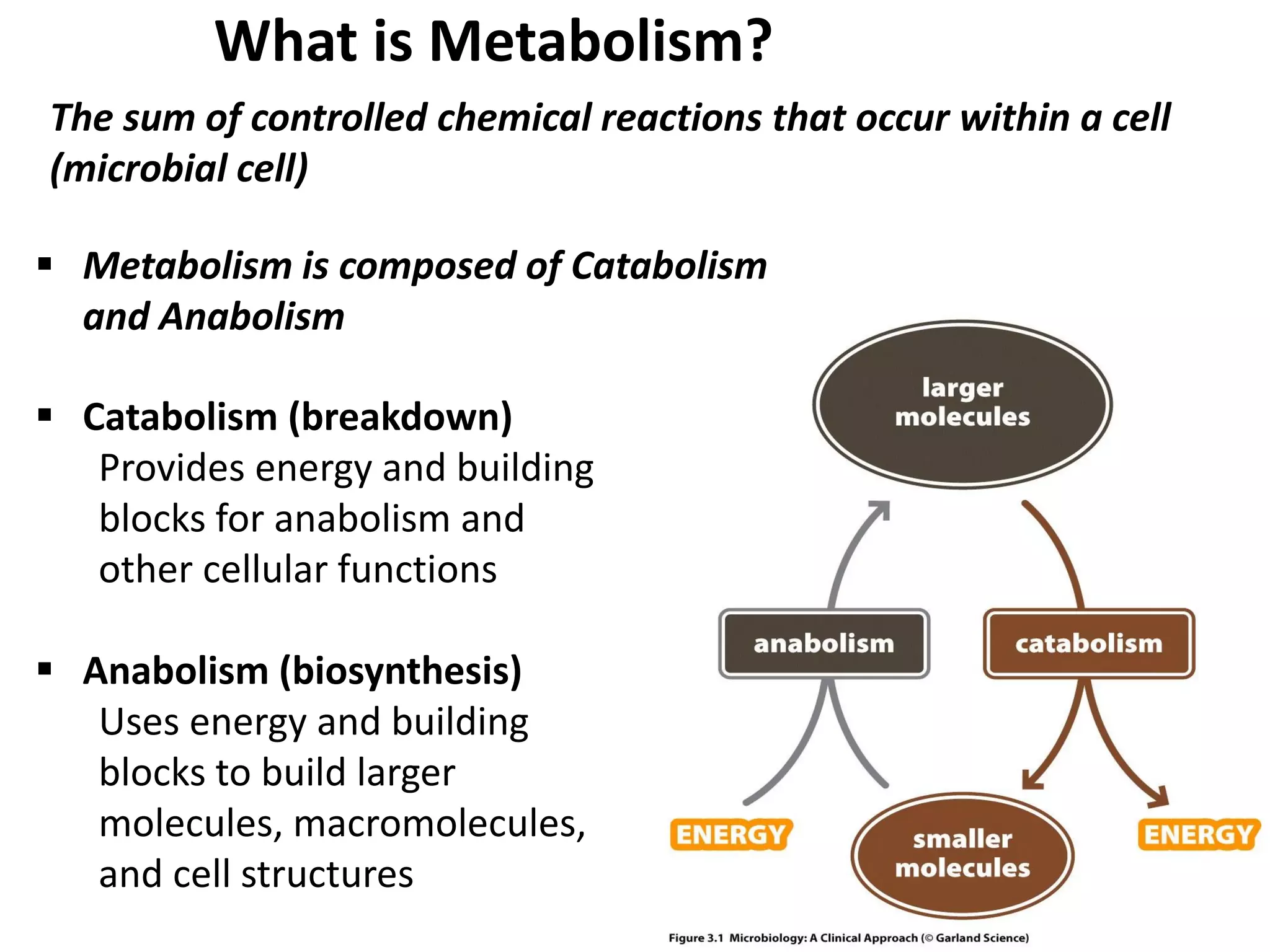 What is Metabolism?
 Catabolism (breakdown)
Provides energy and building
blocks for anabolism and
other cellular functions
 Anabolism (biosynthesis)
Uses energy and building
blocks to build larger
molecules, macromolecules,
and cell structures
 Metabolism is composed of Catabolism
and Anabolism
The sum of controlled chemical reactions that occur within a cell
(microbial cell)
 