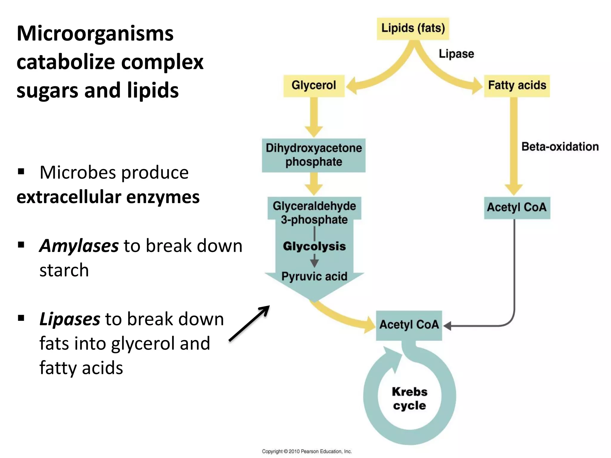 Microorganisms
catabolize complex
sugars and lipids
 Microbes produce
extracellular enzymes
 Amylases to break down
starch
 Lipases to break down
fats into glycerol and
fatty acids
 
