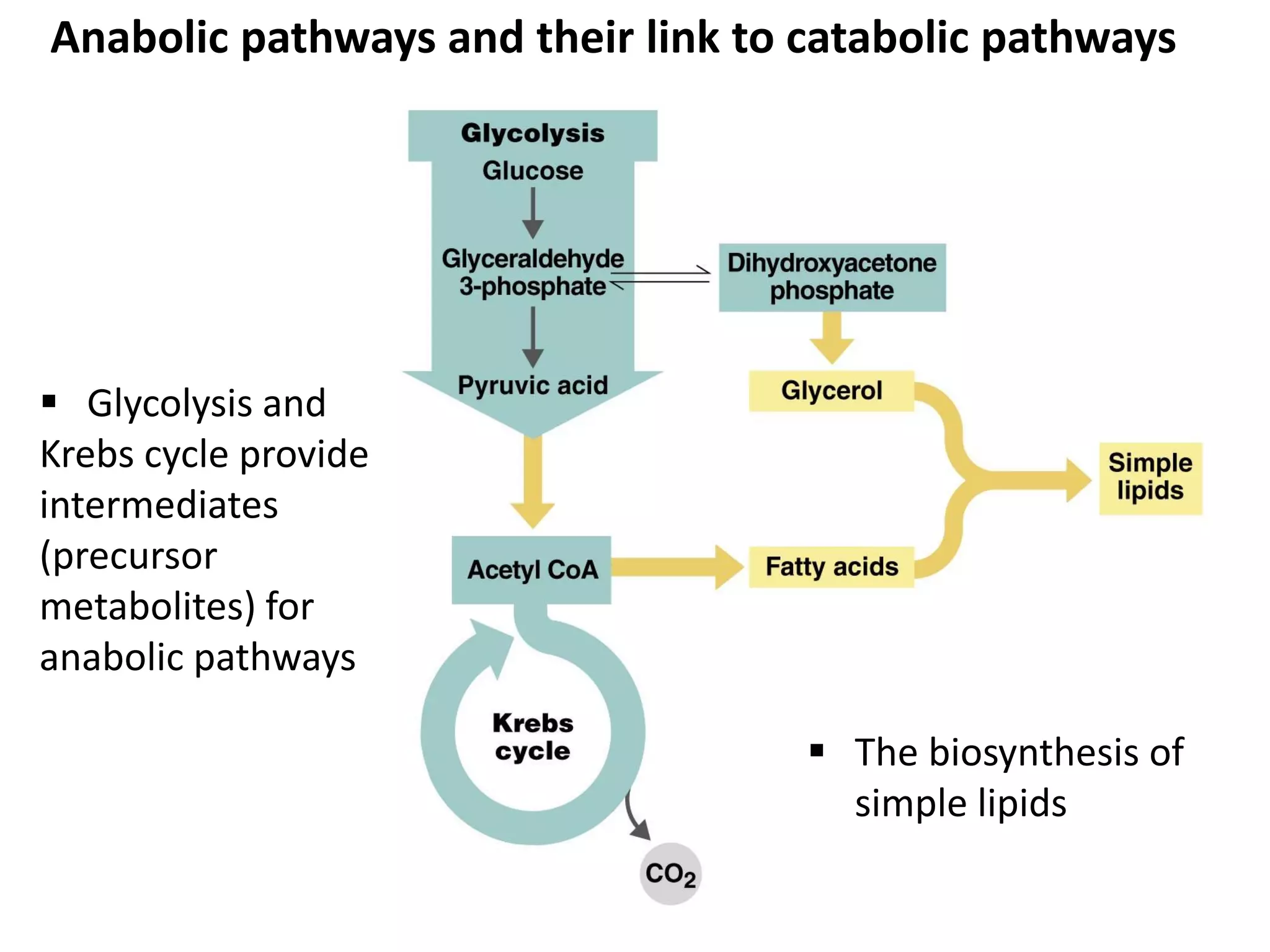 Anabolic pathways and their link to catabolic pathways
 The biosynthesis of
simple lipids
 Glycolysis and
Krebs cycle provide
intermediates
(precursor
metabolites) for
anabolic pathways
 