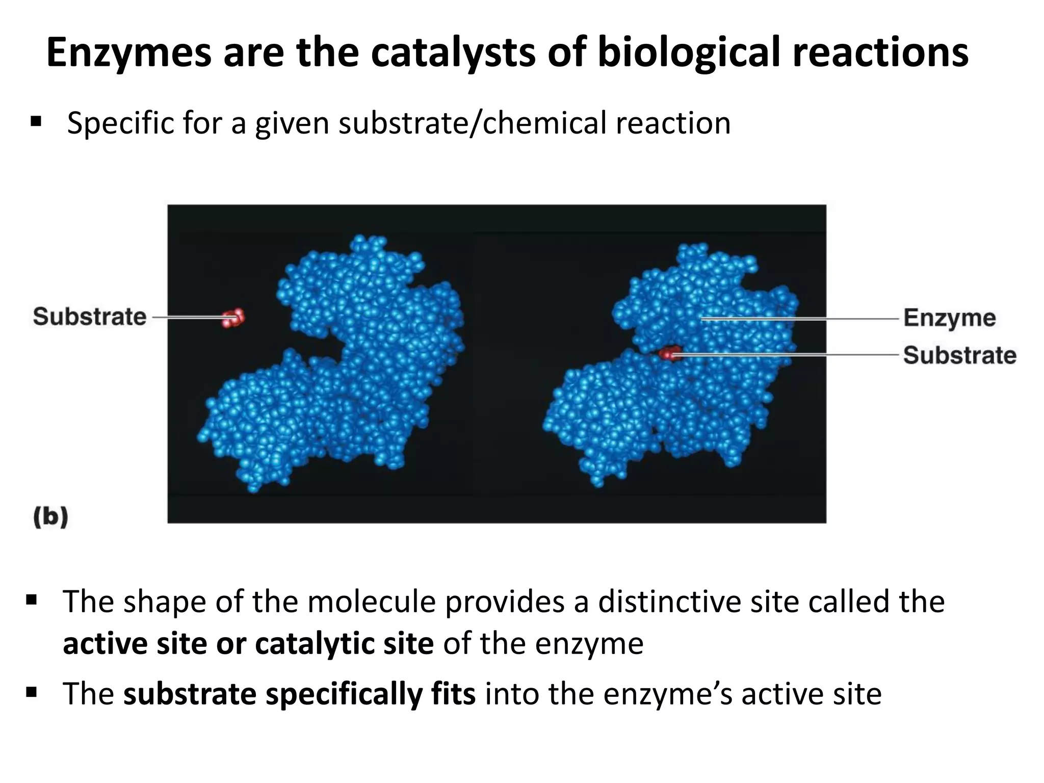 Enzymes are the catalysts of biological reactions
 Specific for a given substrate/chemical reaction
 The shape of the molecule provides a distinctive site called the
active site or catalytic site of the enzyme
 The substrate specifically fits into the enzyme’s active site
 
