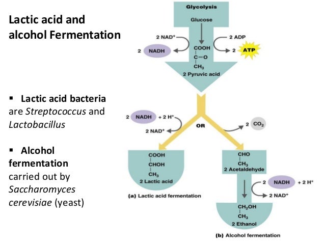 Image result for fermentation bacteria