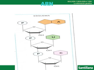 BIOLOGÍA Y GEOLOGÍA 4.º ESO
La información genética
ARN
 