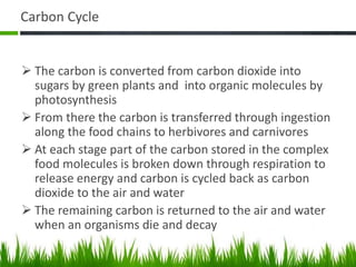 Carbon Cycle
 The carbon is converted from carbon dioxide into
sugars by green plants and into organic molecules by
photosynthesis
 From there the carbon is transferred through ingestion
along the food chains to herbivores and carnivores
 At each stage part of the carbon stored in the complex
food molecules is broken down through respiration to
release energy and carbon is cycled back as carbon
dioxide to the air and water
 The remaining carbon is returned to the air and water
when an organisms die and decay
 