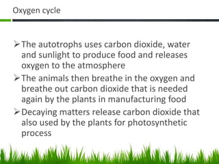 Oxygen cycle
The autotrophs uses carbon dioxide, water
and sunlight to produce food and releases
oxygen to the atmosphere
The animals then breathe in the oxygen and
breathe out carbon dioxide that is needed
again by the plants in manufacturing food
Decaying matters release carbon dioxide that
also used by the plants for photosynthetic
process
 
