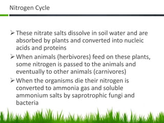 Nitrogen Cycle
These nitrate salts dissolve in soil water and are
absorbed by plants and converted into nucleic
acids and proteins
When animals (herbivores) feed on these plants,
some nitrogen is passed to the animals and
eventually to other animals (carnivores)
When the organisms die their nitrogen is
converted to ammonia gas and soluble
ammonium salts by saprotrophic fungi and
bacteria
 