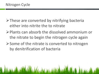 Nitrogen Cycle
These are converted by nitrifying bacteria
either into nitrite the to nitrate
Plants can absorb the dissolved ammonium or
the nitrate to begin the nitrogen cycle again
Some of the nitrate is converted to nitrogen
by denitrification of bacteria
 