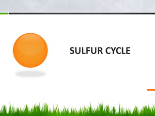 SULFUR CYCLE
 