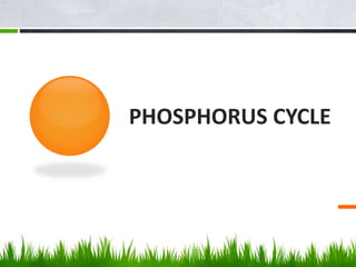 PHOSPHORUS CYCLE
 