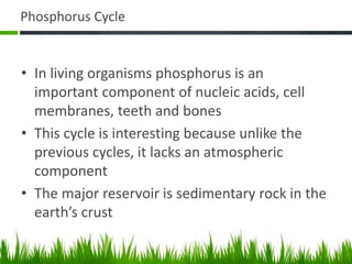 Phosphorus Cycle
• In living organisms phosphorus is an
important component of nucleic acids, cell
membranes, teeth and bones
• This cycle is interesting because unlike the
previous cycles, it lacks an atmospheric
component
• The major reservoir is sedimentary rock in the
earth’s crust
 