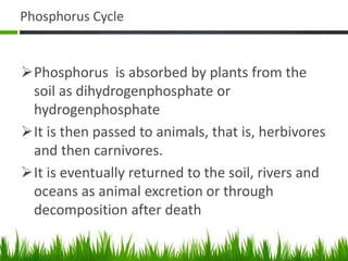 Phosphorus Cycle
Phosphorus is absorbed by plants from the
soil as dihydrogenphosphate or
hydrogenphosphate
It is then passed to animals, that is, herbivores
and then carnivores.
It is eventually returned to the soil, rivers and
oceans as animal excretion or through
decomposition after death
 