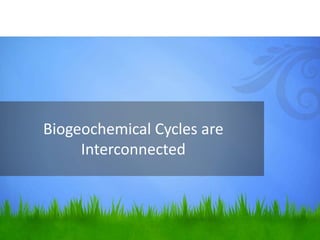 Biogeochemical Cycles are
Interconnected
 