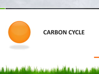CARBON CYCLE
 