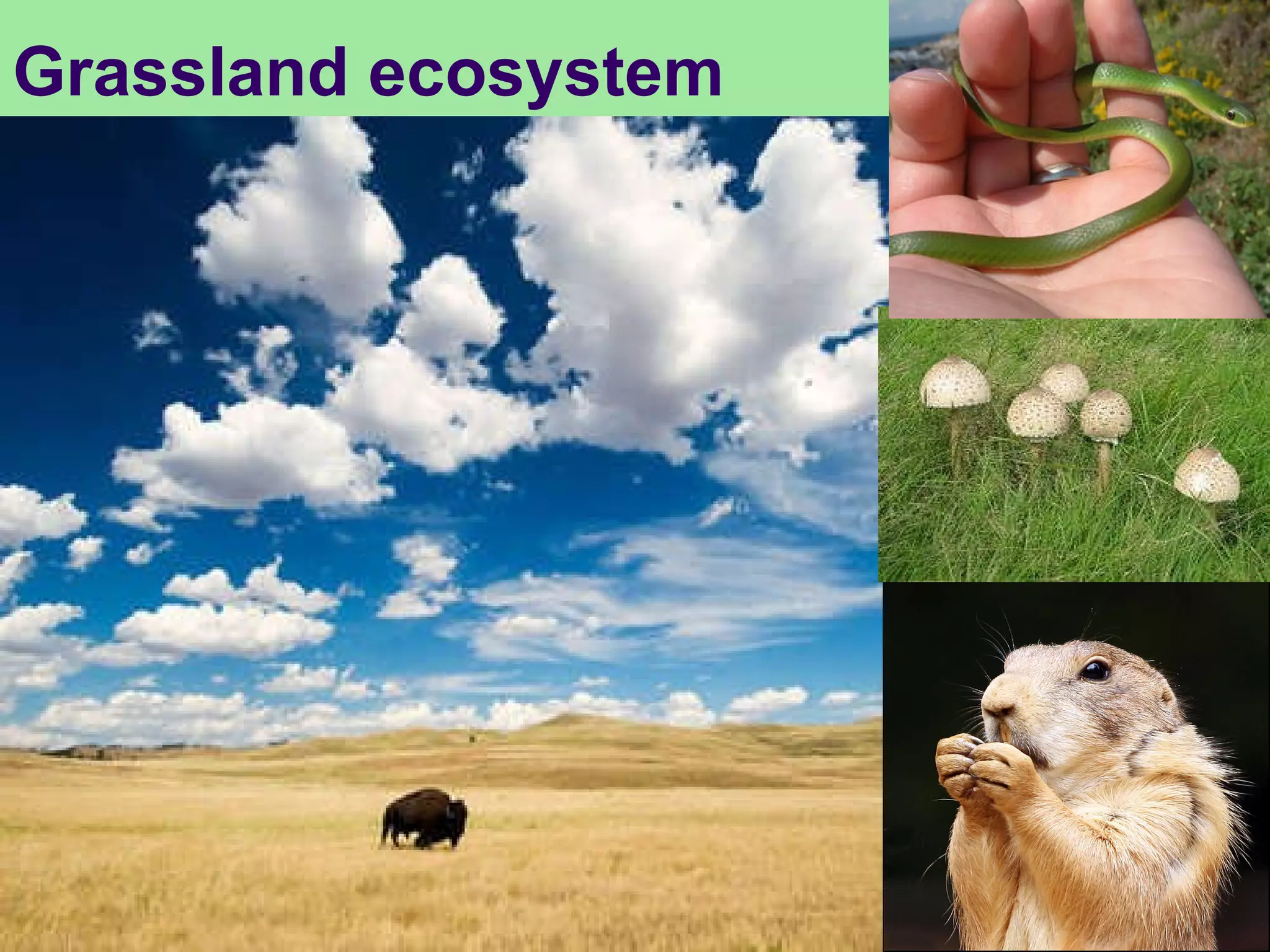 Grassland ecosystem 