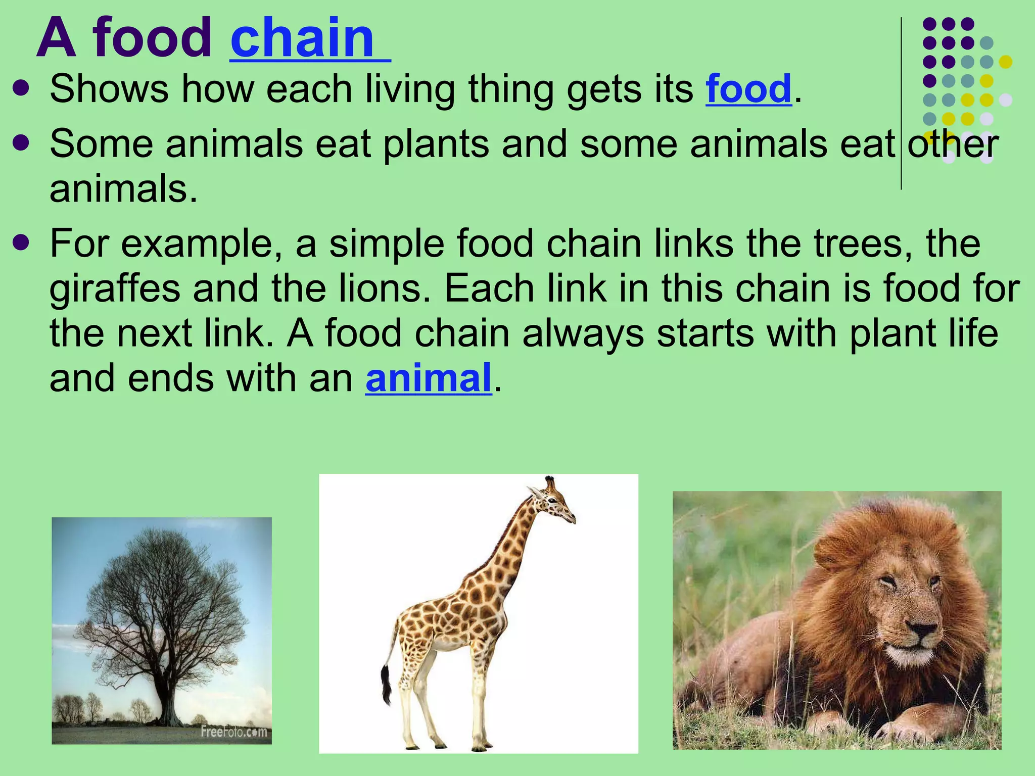 A food  chain  Shows how each living thing gets its  food .  Some animals eat plants and some animals eat other animals.  For example, a simple food chain links the trees, the giraffes and the lions. Each link in this chain is food for the next link. A food chain always starts with plant life and ends with an  animal .  