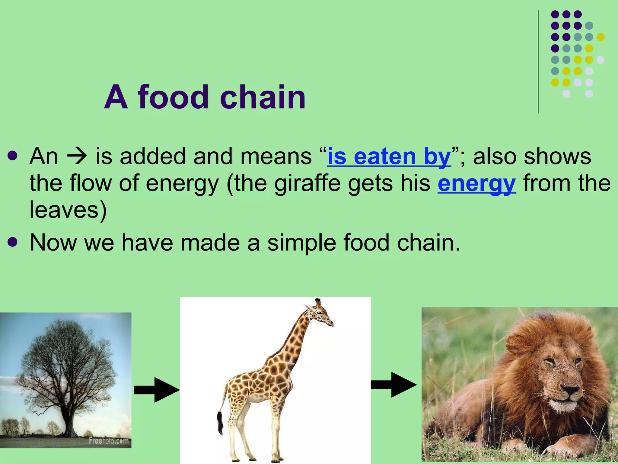 A food chain  An    is added and means “ is eaten by ”; also shows the flow of energy (the giraffe gets his  energy  from the leaves) Now we have made a simple food chain. 